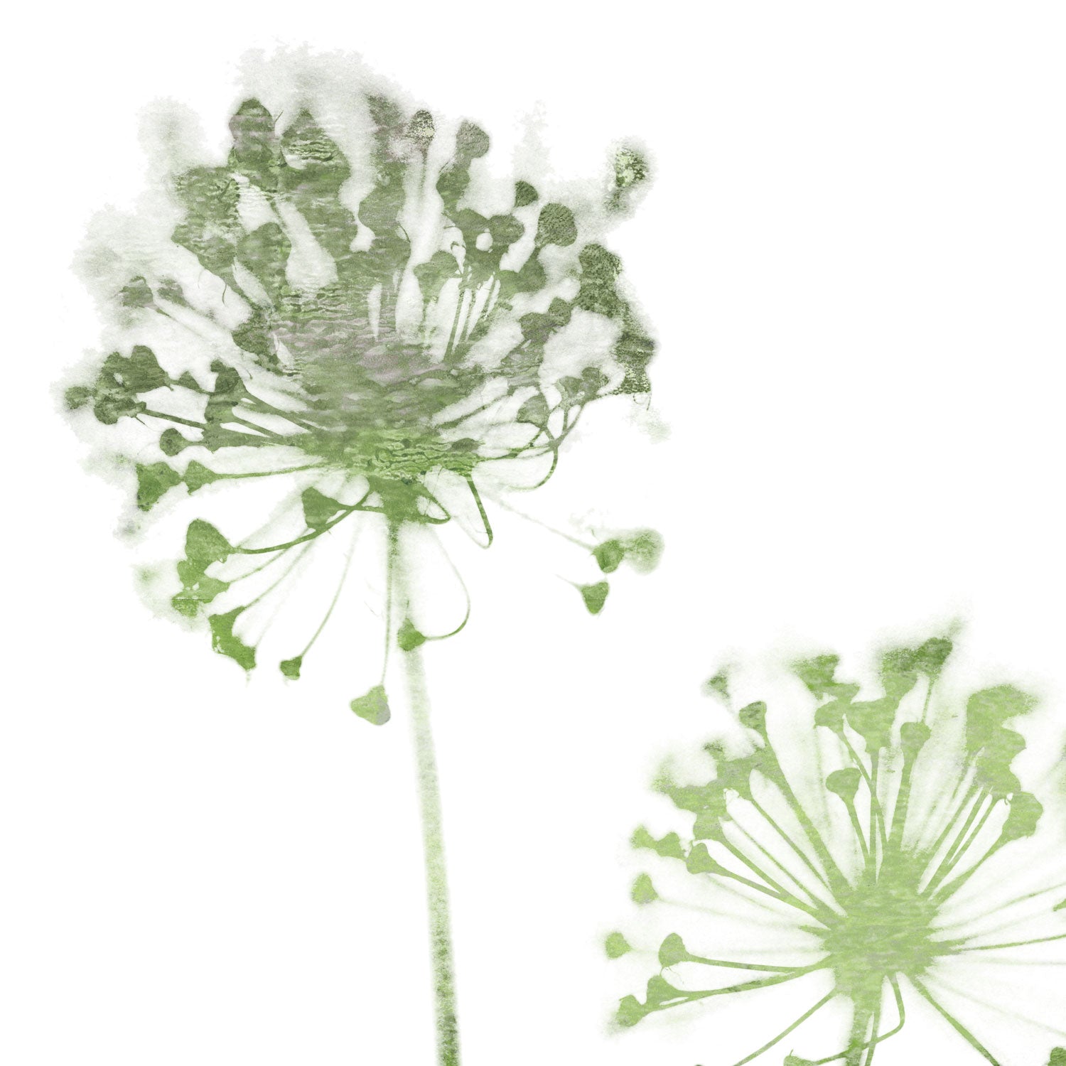 Olive Green Minimalist Dandelion Print