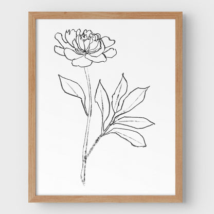 Peony Print