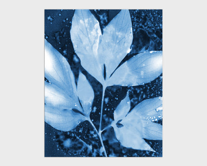 Botanical cyanotype print featuring translucent peony leaves in luminous shades of blue, set against a textured, speckled background for a vintage science aesthetic.