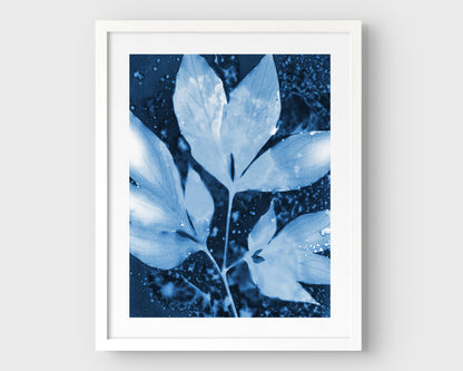 Framed cyanotype print of peony leaves in rich indigo and soft blue tones, featuring delicate leaf silhouettes and organic speckling, set against a clean white background with a white frame.