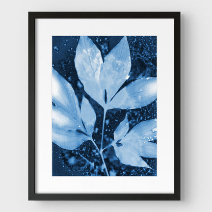 Peony Leaves Cyanotype Print