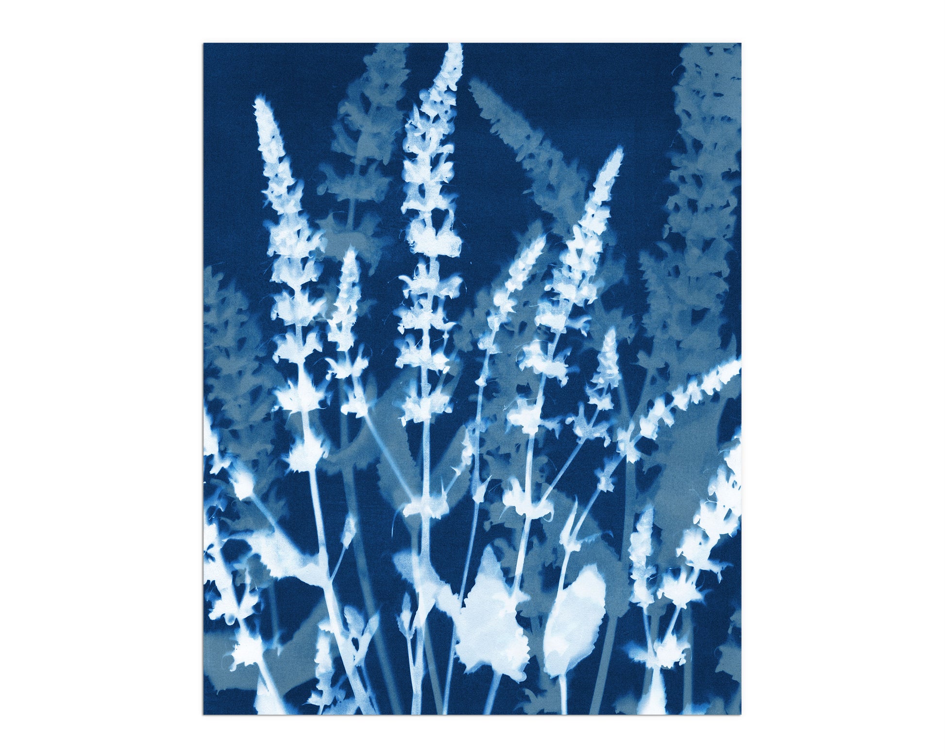 Cyanotype-style botanical print featuring tall salvia stems with delicate flower spikes in soft white against a deep indigo background, evoking a vintage scientific illustration with modern elegance.