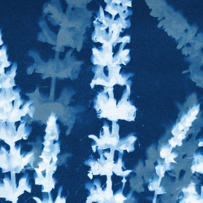 Salvia Cyanotype Print