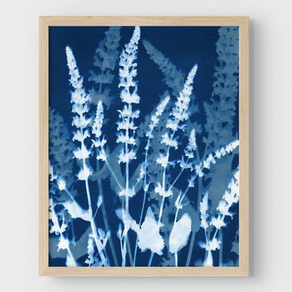 Salvia Cyanotype Print