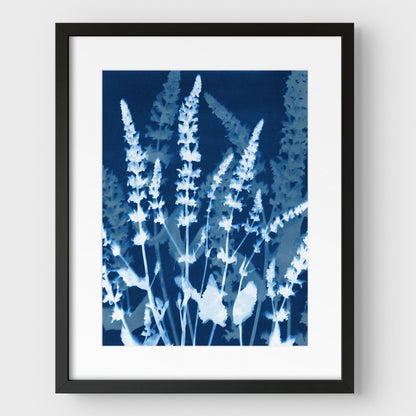 Salvia Cyanotype Print