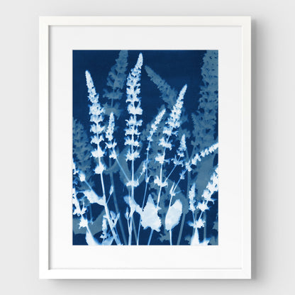 Salvia Cyanotype Print