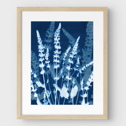 Salvia Cyanotype Print