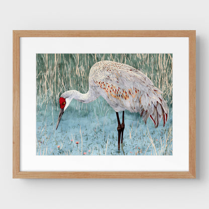 Sandhill Crane Watercolor Print
