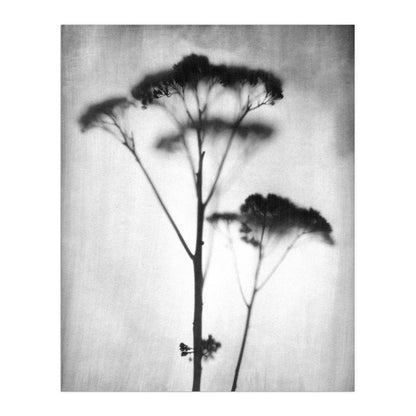 Black and White Minimalist Wildflower Silhouette Photography Print