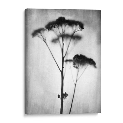 Black and White Minimalist Wildflower Silhouette Photography Print