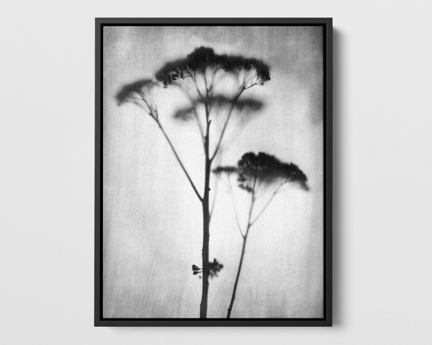 Black and White Sedum Print