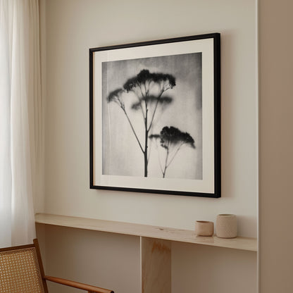 Black and White Sedum Print