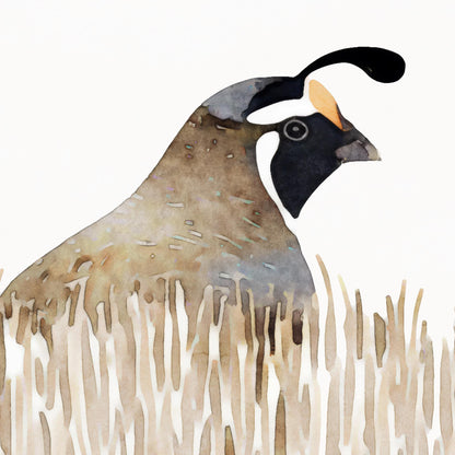 Close-up watercolor illustration of a California quail peeking through tall beige grass, showing detailed plumage in earthy browns and grays with a distinctive black face mask and curled topknot feather.