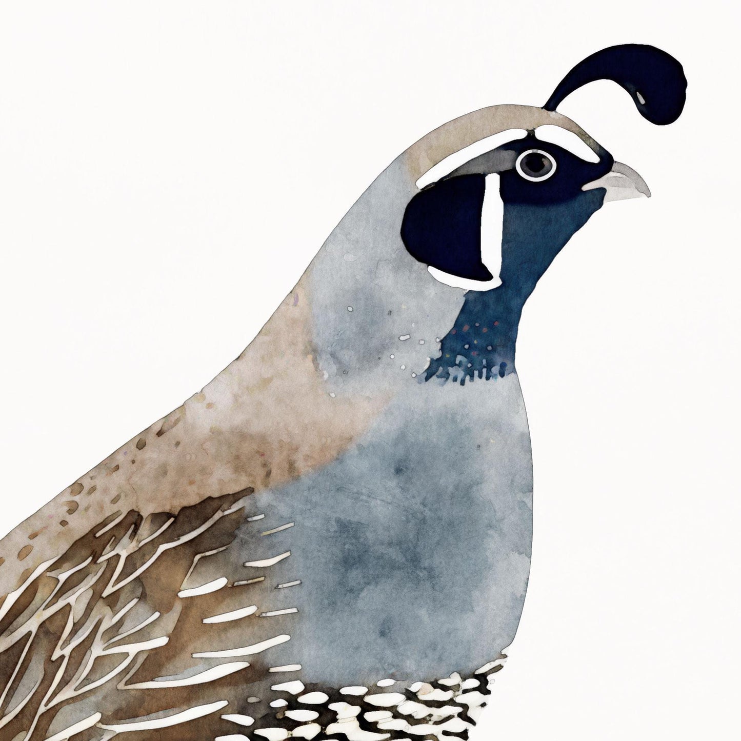 California Quail Illustration Note Cards