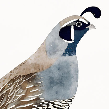 California Quail Illustration Note Cards