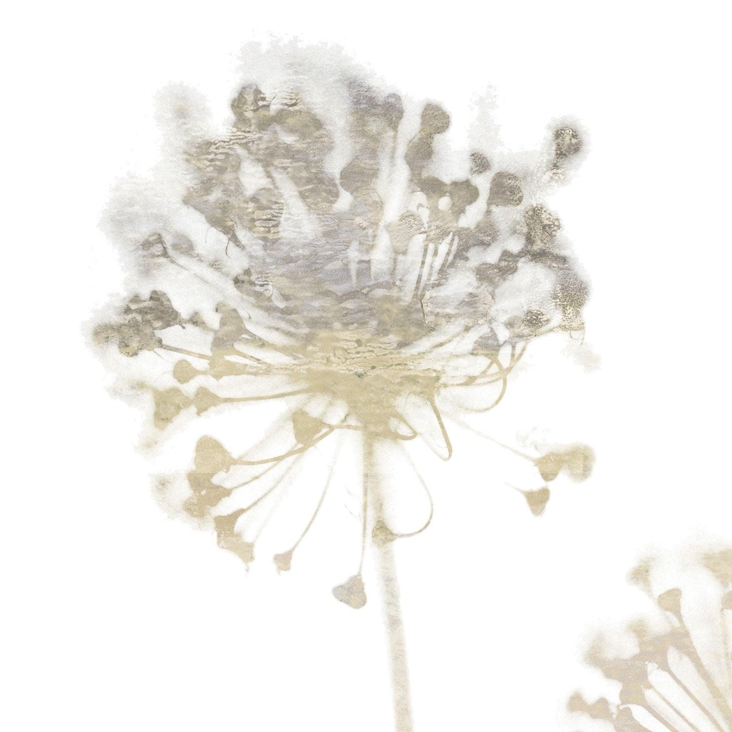 Neutral Beige Dandelion Note Cards
