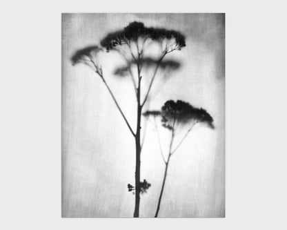 Black and White Sedum Print