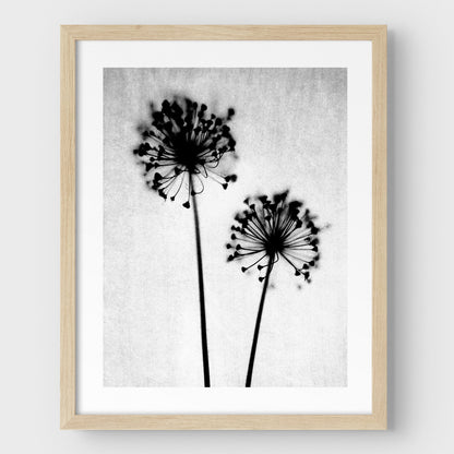 Black and White Dandelion Print