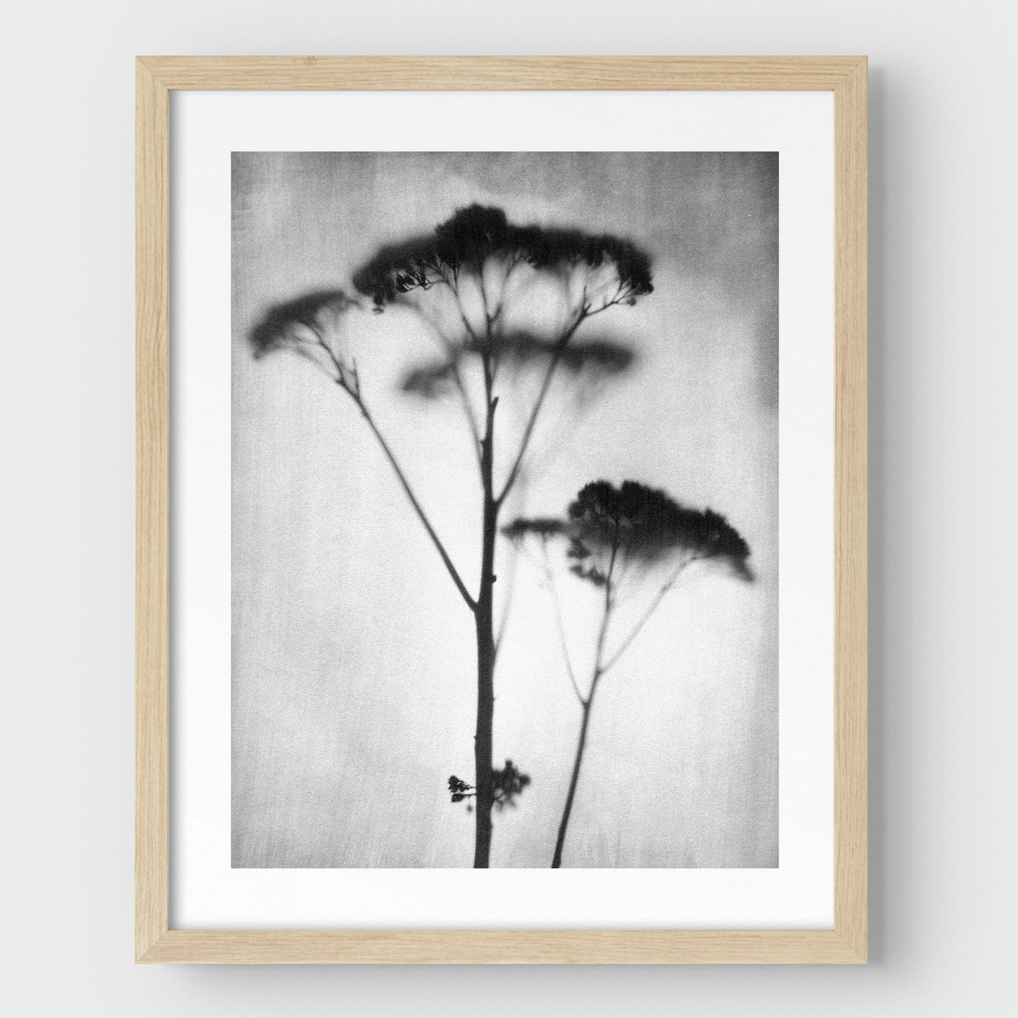 Black and White Sedum Print