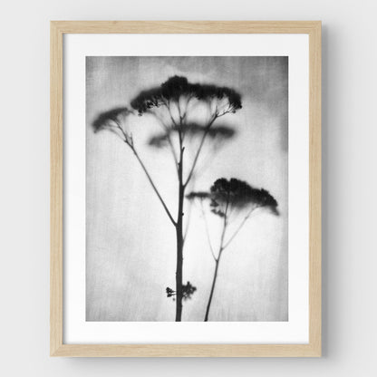 Black and White Sedum Print